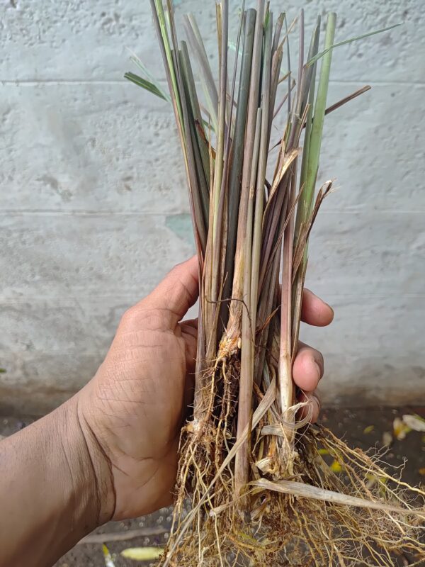 Citronella Live Plant slips - Image 2