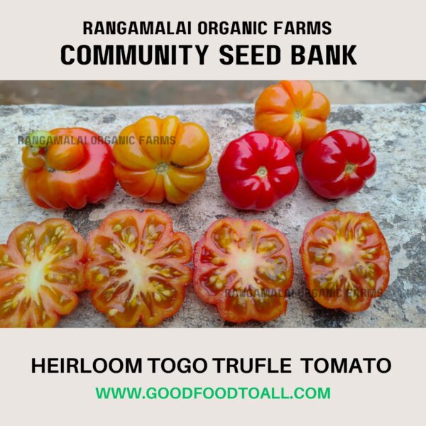 Togo Trufle Heirloom Tomato | Liberian Tomato Seeds - Image 2