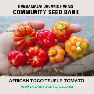 Togo Trufle Heirloom Tomato | Liberian Tomato Seeds