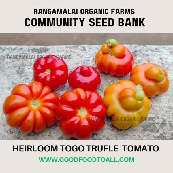 Togo Trufle Heirloom Tomato | Liberian Tomato Seeds - Image 3