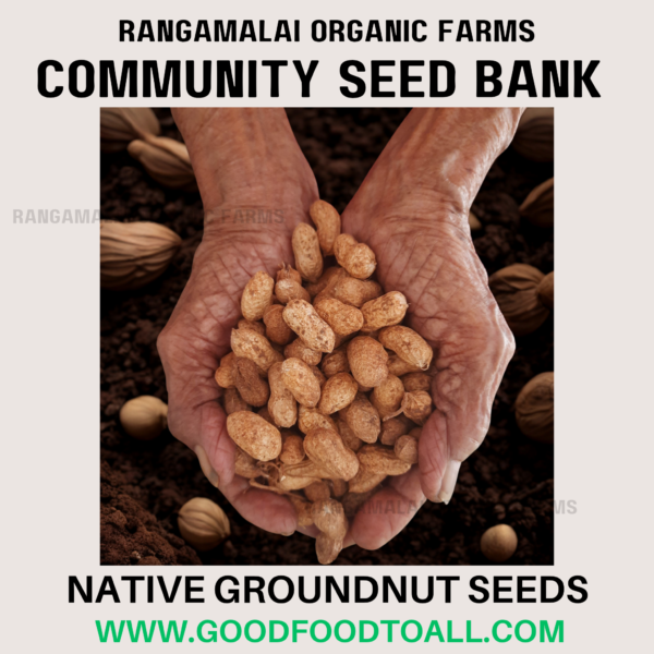 Native Peanut (Groundnut) Seeds