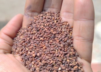Native Brown Sesame Seeds