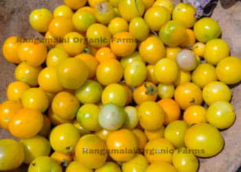 Yellow Plum Tomato seeds