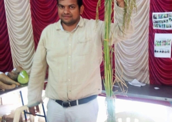 Native Paddy Seeds – Kaatuyaanum (Red Rice – 6-7 feet tall)