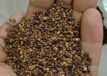 Native Sengoor Sesame Seeds