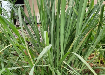 Lemongrass Plant Slips (Cymbopogon citratus) – Type 2 (Krishna)