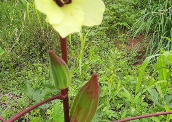 Red Double Color Okra Seeds