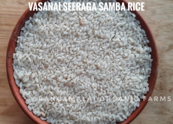 Vasanai Seerga Samba Rice (Aromatic Briyani Rice of Tamil Nadu)