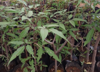Blue / Neela Nochi Plant | Vitex Negundo plant sapling