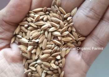 Aruvathaam Kuruvai Paddy Seeds