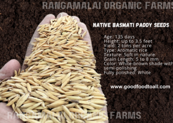 Basmati (Aromatic Rice) Native Paddy Seeds
