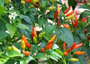 Bird’s Eye Chilli or Kanthari Chilli seeds – Small