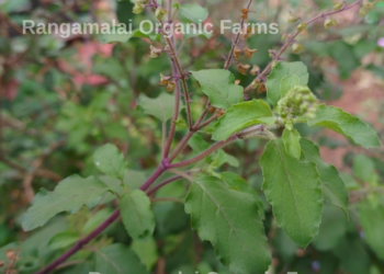 Black Tulsi | Karun Tulsi | Holy Basil Seeds