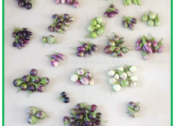 Heirloom/Native Brinjal Seed Kit (10 Varieties)