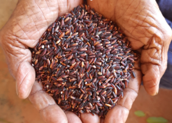 Burma Black Kavuni Rice