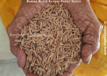 Burma Karuppu Kavuni Paddy Seeds – Black Rice
