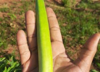 Srilankan candle Okra Seeds