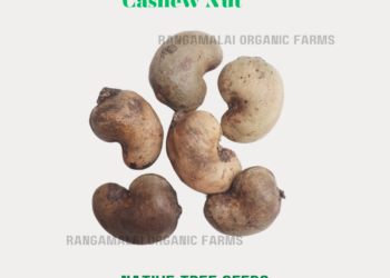 Cashew Nut Tree Seeds