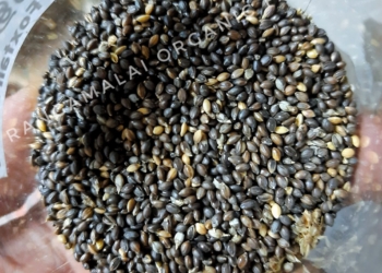 Native Black Foxtail Millet Seeds (Karunthinnai)