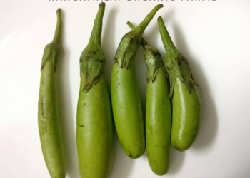 Green Long Brinjal Seeds (S2)