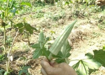 Native White broad Okra seeds