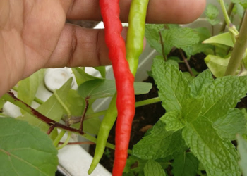 Byadgi chilli Seeds