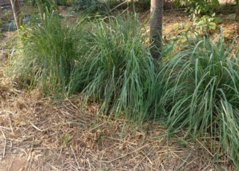 Lemongrass Plant  (Cymbopogon citratus) – Type 1 (ROF)