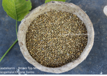 Brown Top Millet Seeds (Kaadai Kanni)