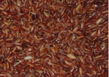Kullakar Paddy Seeds