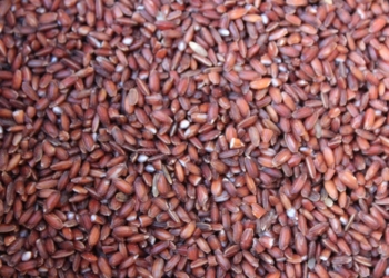 Karung Kuruvai Rice (Unpolished) | Medicinal Rice variety of Tamil Nadu