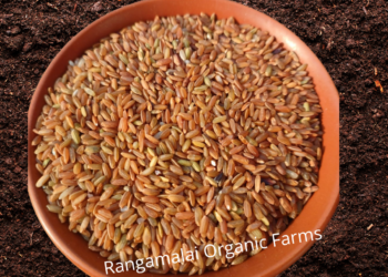 Rakthashali Rice | Organic Traditional Red Rice of Kerala