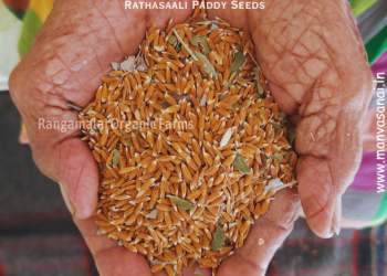 Rakthashali Red Paddy Seeds