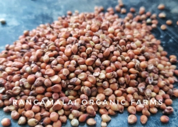 Red Sorghum / Red Cholam Seeds