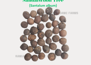 Sandalwood Tree Seeds