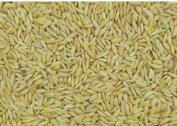 Kallimadaiyan Paddy Seeds (White Rice)