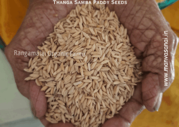 Thanga (Golden) Samba Paddy Seeds