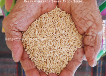 Vaasanai Seeraga Samba Paddy (Aromatic) Seeds
