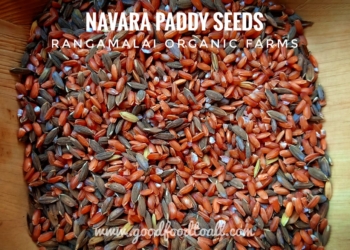 Navara Paddy Seed (Medicinal Red Rice)