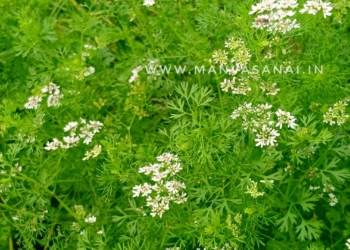 Native/Heirloom Coriander seeds