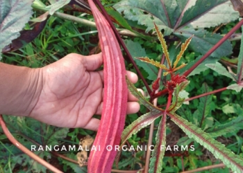 Red Long Okra Seeds
