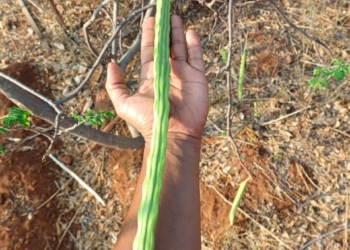 Kapalpatti Karumbhu Moringai Seeds