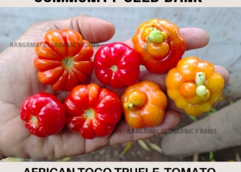 Togo Trufle Heirloom Tomato | Liberian Tomato Seeds