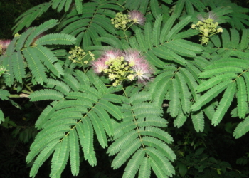Arappu Tree Seeds (Albizia Amara)