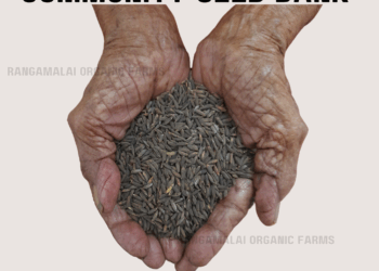 Illupaipoo Samba Paddy Seeds (White Aromatic Rice)