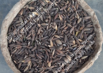 Kala Namak Paddy Seeds