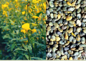 Green Manure Crop – Sun Hemp / Sanapai / Crotalaria juncea Seeds