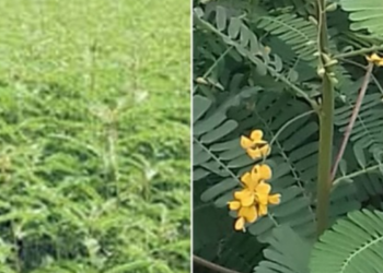 Thakkai Poondu / Sesbania bispinosa /Dhaincha – Green Manure Crop Seeds