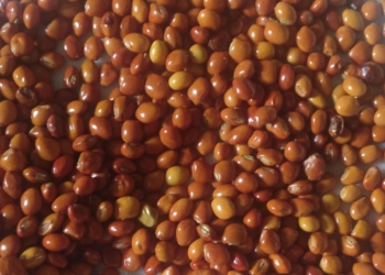 Pigeon Pea seeds | Local Native Variety Seeds | Naatu Thoovarai, 500G