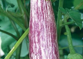 Violet Long Brinjal – White stripes Seeds (S1)