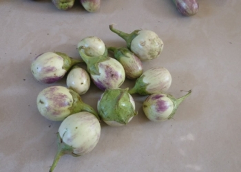 White Brinjal with Violet shade (S16)